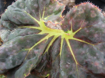 B. ‘Hocking Wink’